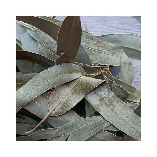 EUCALYPTUS BIO ◆ FEUILLE ENTIÈRE